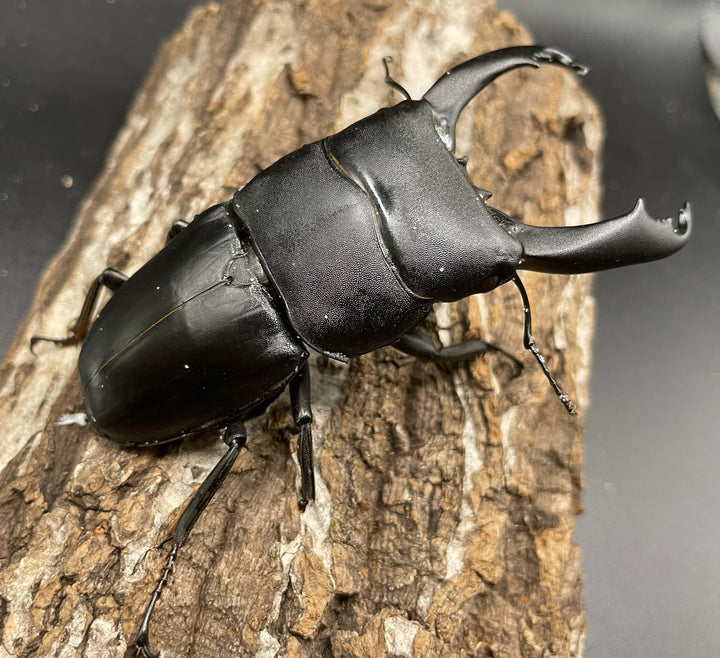 【WD】大型《カマリネスヒラタ 96mm B品ペア》