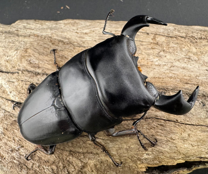 【WF4】《ダイオウヒラタ 東ジャワ産 79mm ペア》