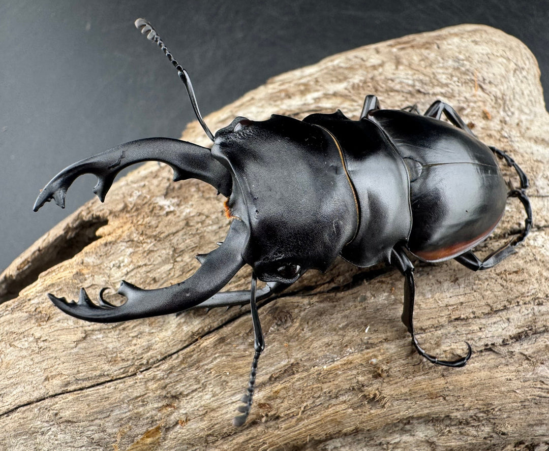 【WD】《クベラツヤクワガタ亜種sinensis 浙江省産 73mm ペア》