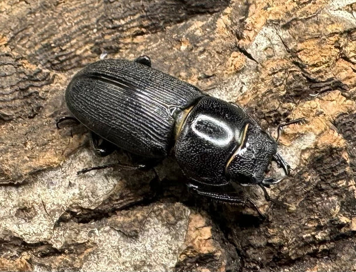 【WD】《ドルクス メンシウス 35mm ペア》