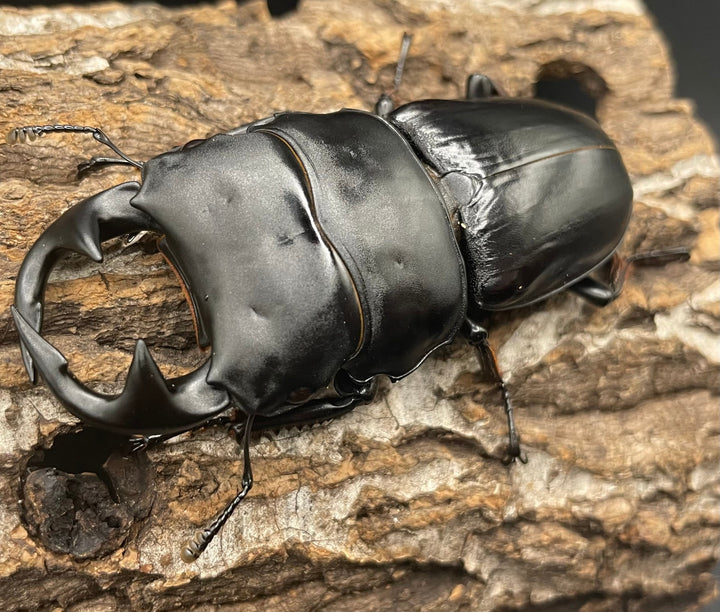 《インドグランディス亜種moriyai Garda95.0血統 80mm ペア》