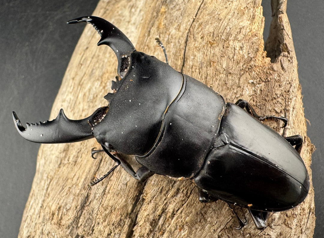 【WD】《ミンダナオヒラタ マラグサン産 79mm ペア》