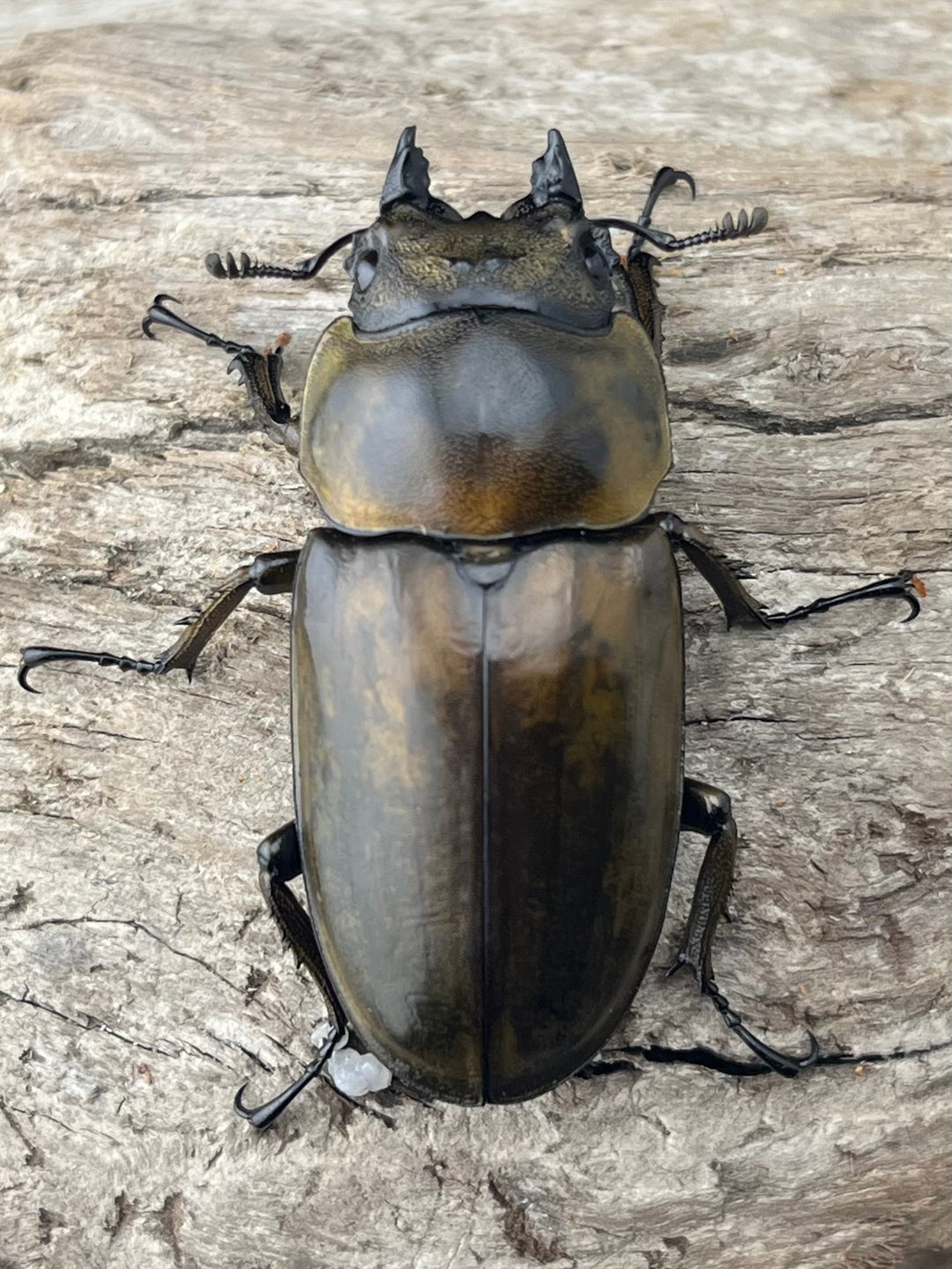 【F0】《ローゼンベルグオウゴンオニクワガタ 49mm ♀単》