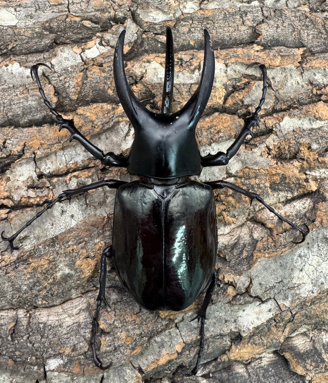 【WD】《モーレンカンプオオカブト 92.5mm ペア》