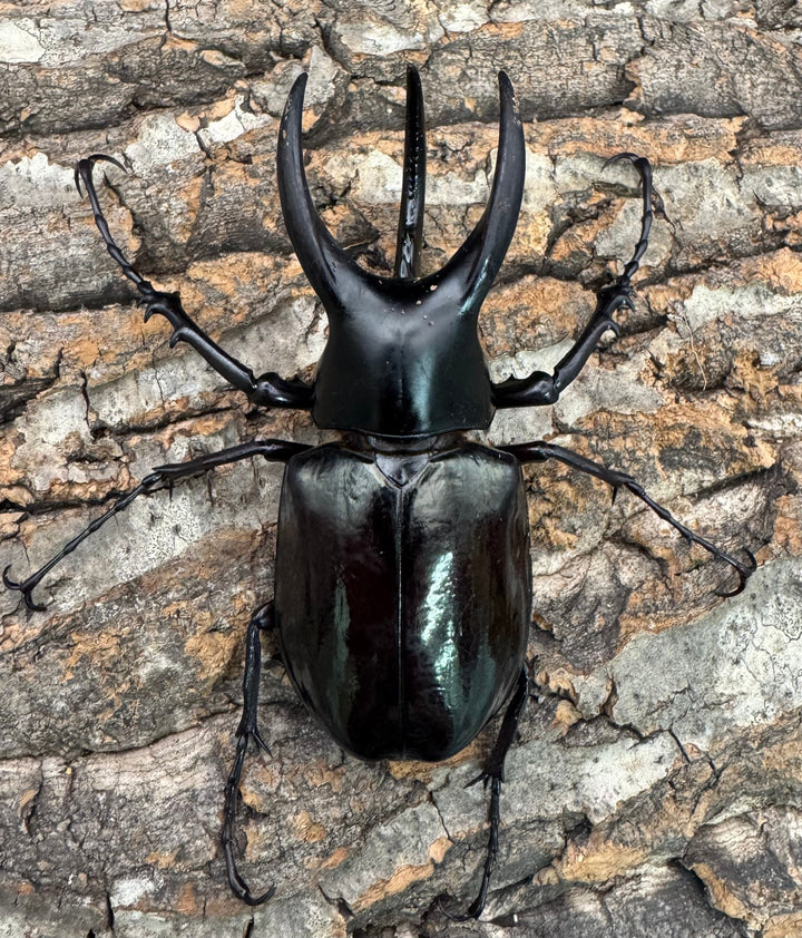 【WD】《モーレンカンプオオカブト 92.5mm ペア》