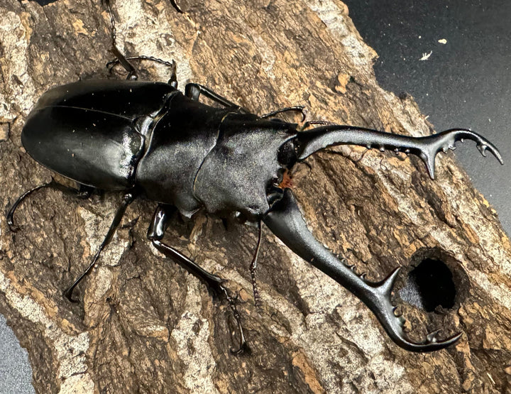 【WD】《ギラファノコギリ亜種ニシヤマイ 94.5mm ペア》