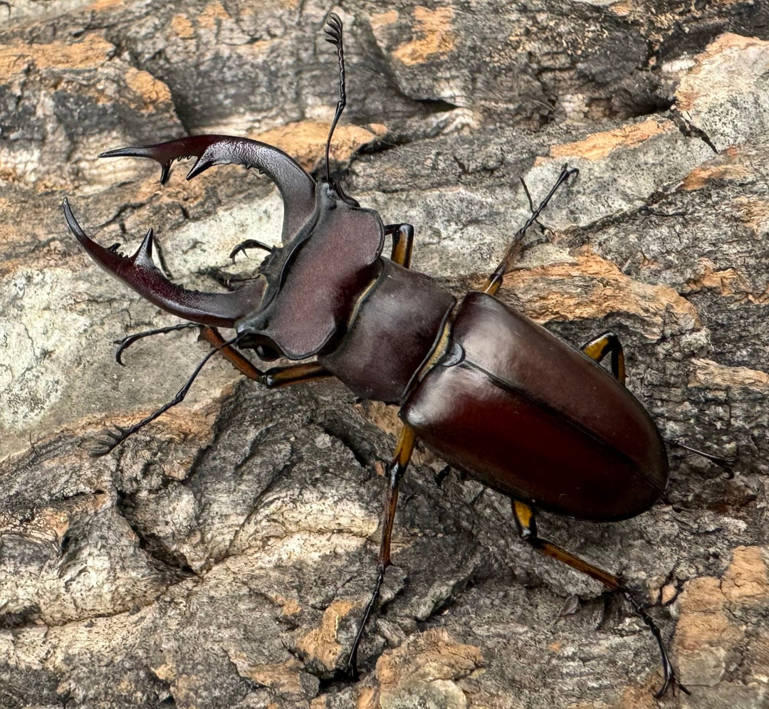 【WD】2018新種記載《ジュシャンミヤマ 54mm ペア》