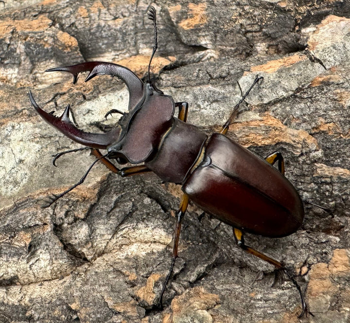 【WD】2018新種記載《ジュシャンミヤマ 54mm ペア》