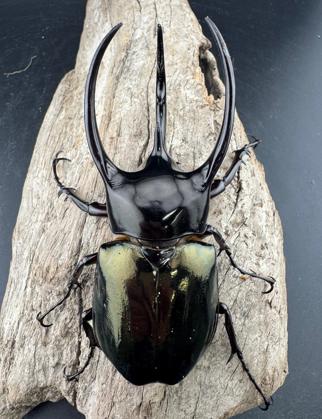 【WD】《ジャワコーカサスオオカブト 95mm ペア》