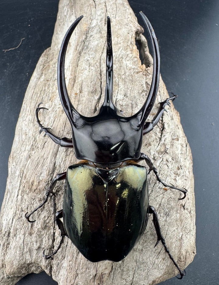 【WD】《ジャワコーカサスオオカブト 95mm ペア》