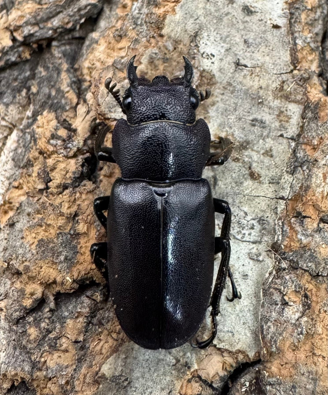 【美麗】《メタリフェルホソアカ 74mm ペア》わたくわ氏ブリード個体