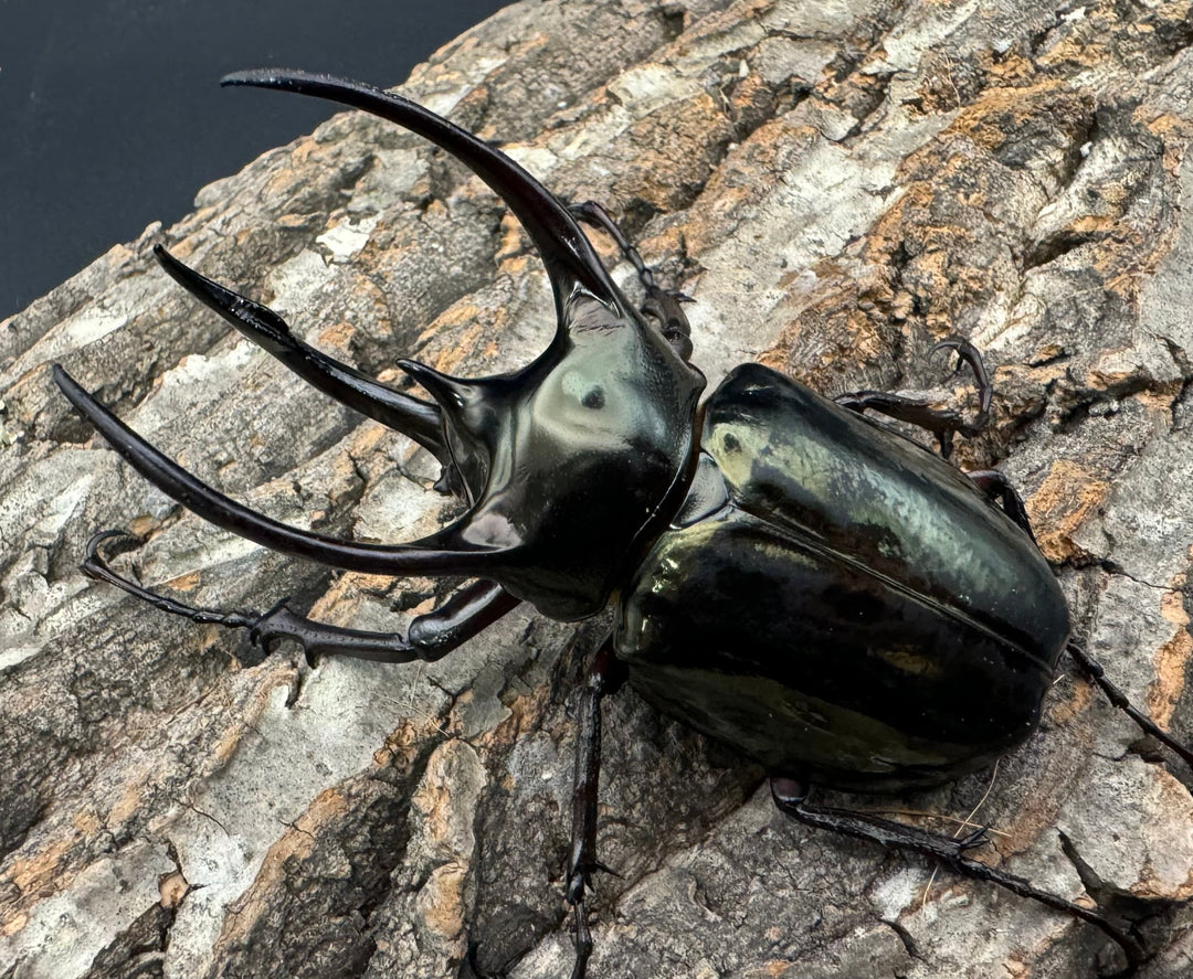 【WD】《ミンダナオアトラスオオカブト 90mm ペア》