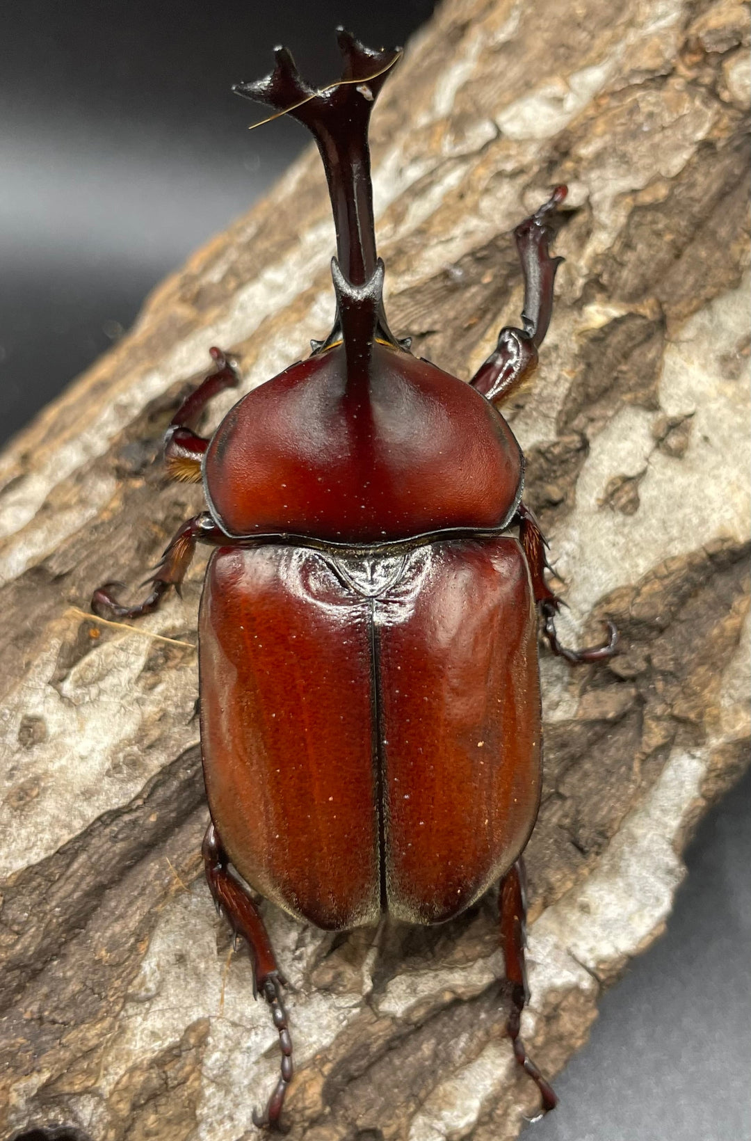 《ヤマトカブトムシ ペア》