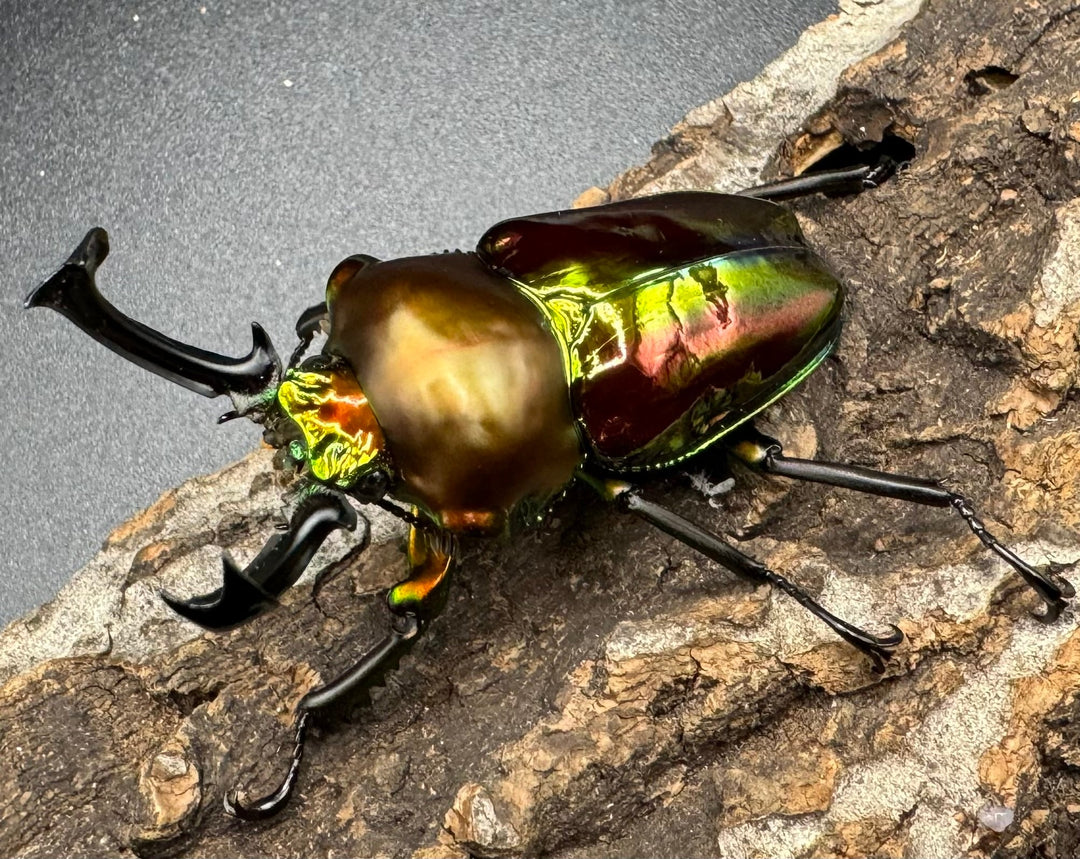 《ニジイロクワガタ 59mm ペア》