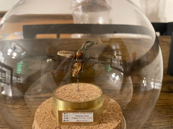 インテリア標本《リンデンコフキクワゴタ♂》
