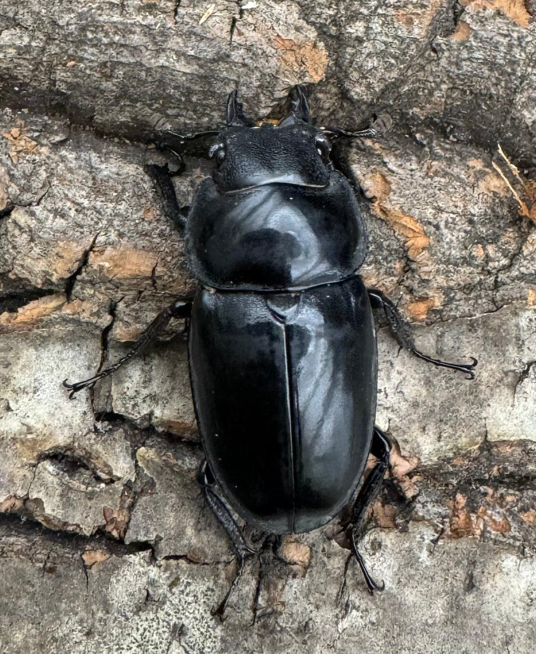 【WD】貴重種《フォルフィクラノコギリ（マルバネノコギリ） 70mm ペア》