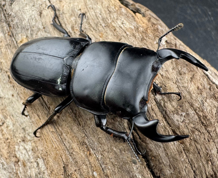 【WD】《ヤクシャオオクワ ベトナム産 47mm ペア》