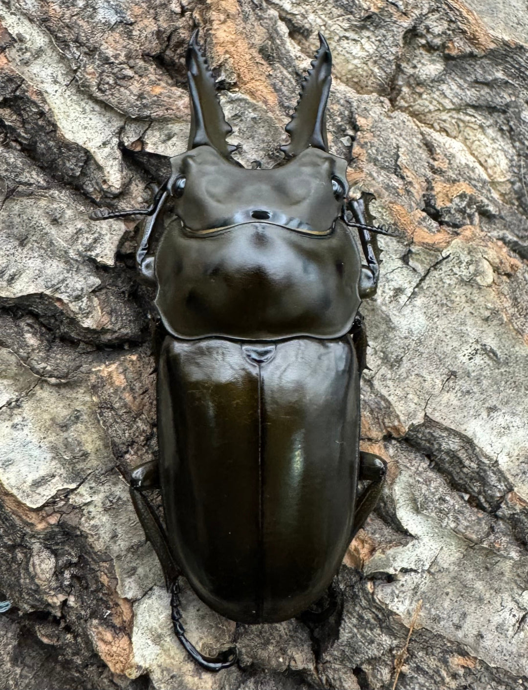 《ババオウゴンオニクワガタ 62mm ♂単》