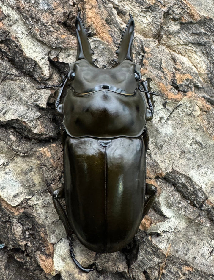 《ババオウゴンオニクワガタ 62mm ♂単》