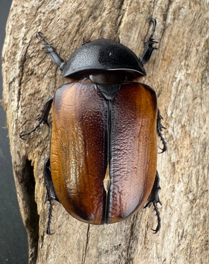 【WD】《スキットゴホンツノカブト 65mm ペア》