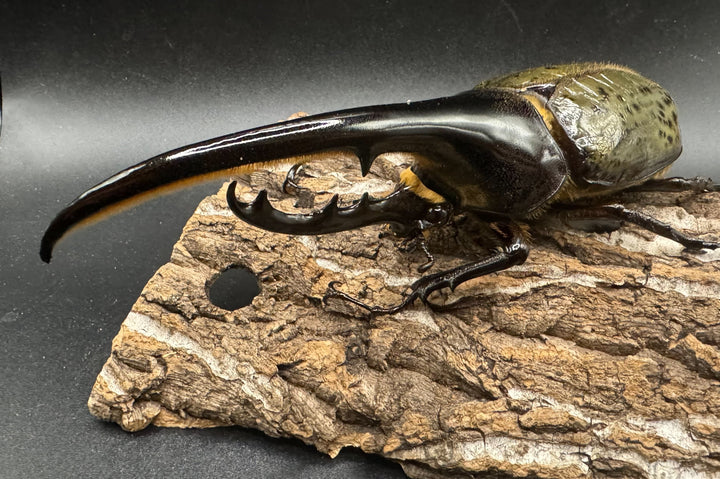 即ブリ《ヘラクレス・ヘラクレス 144mm ペア》