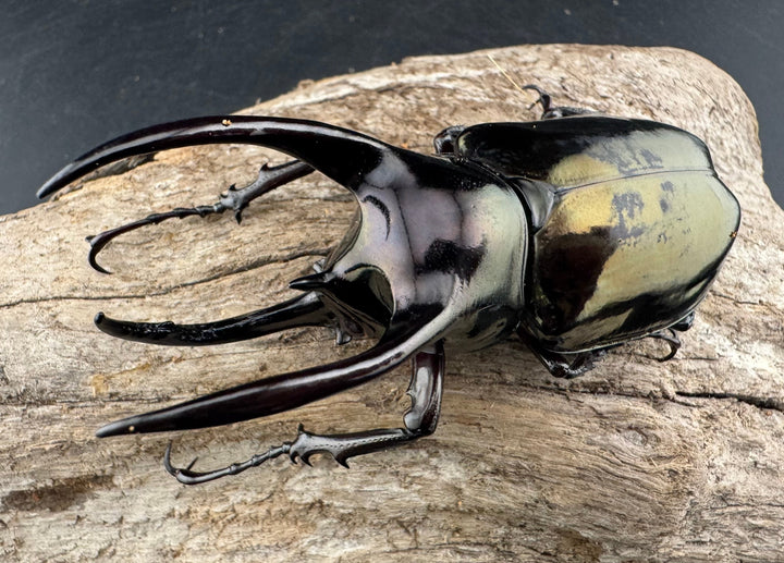 【WD】《アトラスオオカブト スマトラ島産 84mm ペア》