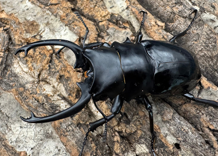 【WD】《ダールマンツヤクワガタ亜種celebensis 82mm ペア》