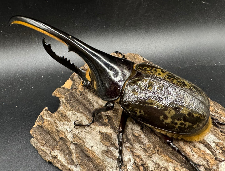 《ヘラクレス・ヘラクレス 126mm ペア》