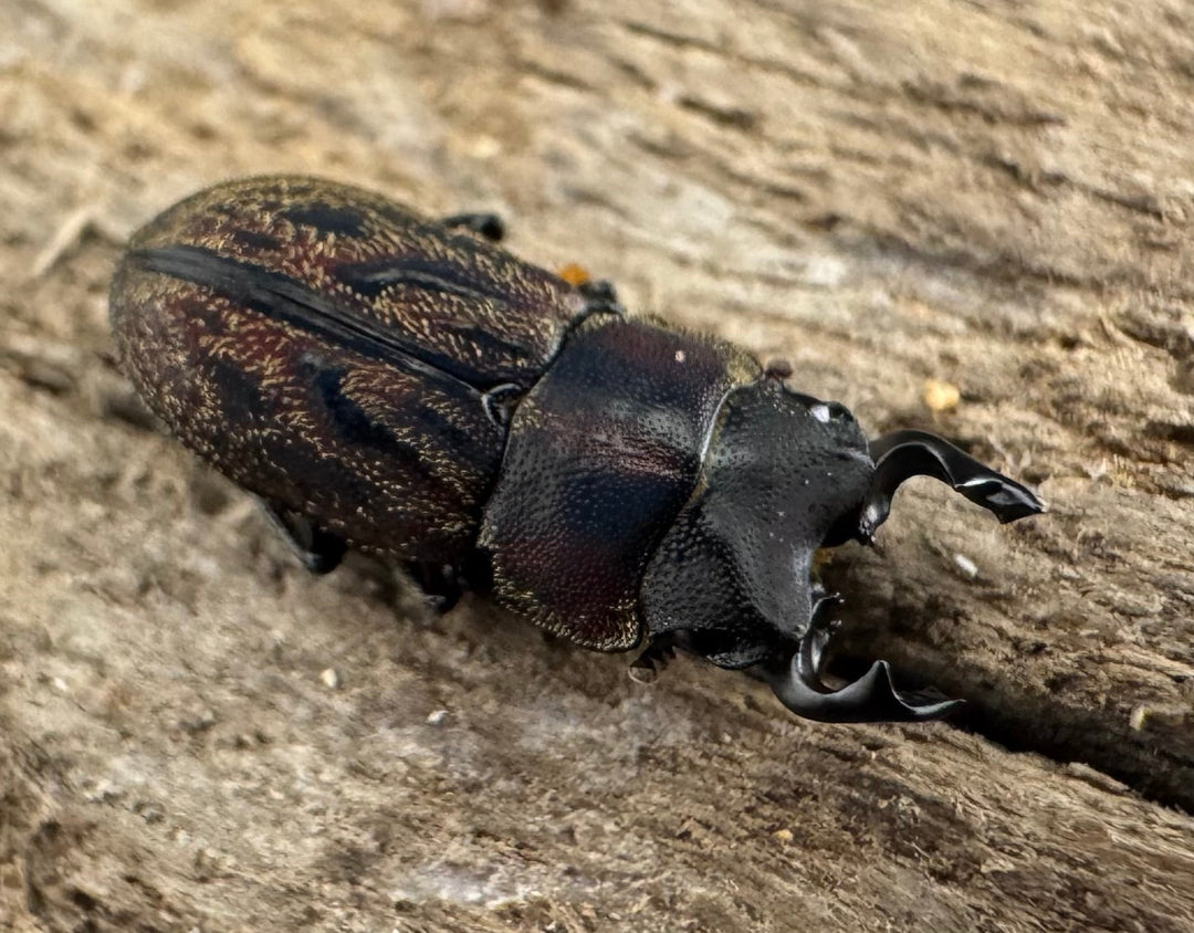 《ペルークワガタ Free ペア》