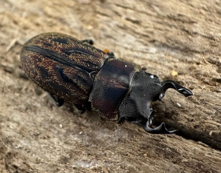 《ペルークワガタ Free ペア》