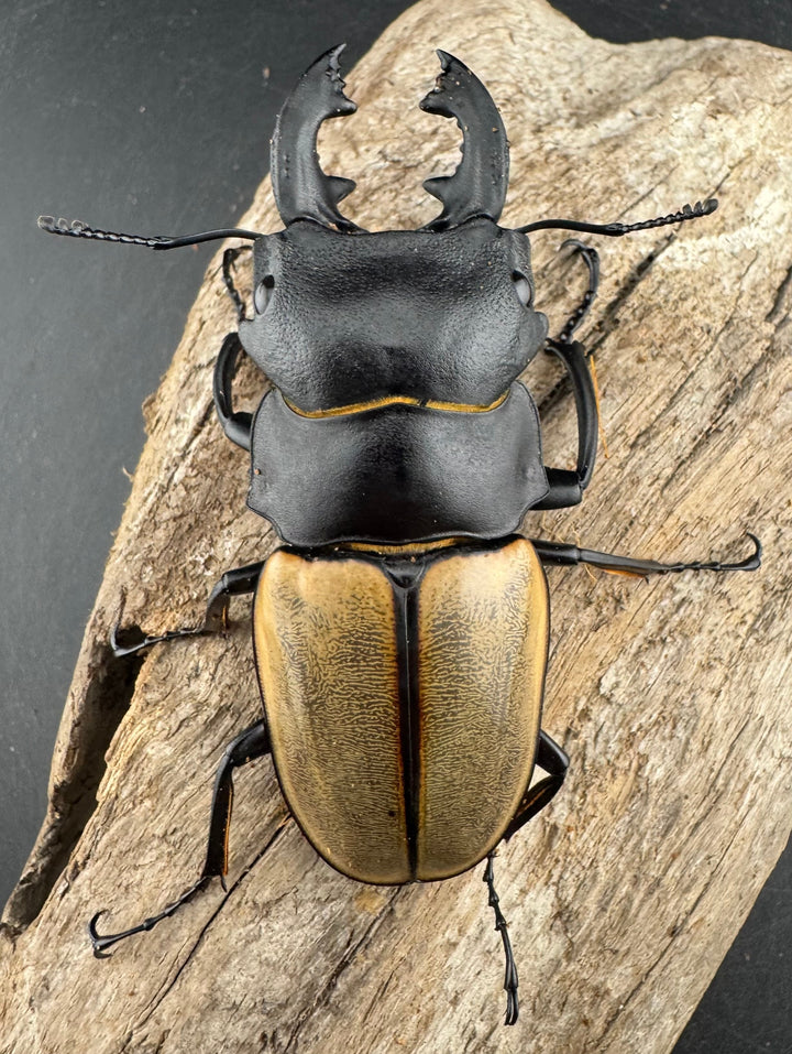 【WD】大型《カステルナウディツヤ 80mm A’品ペア》