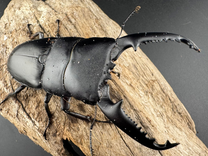 【WD】《パラワンオオヒラタ ガントン産 91mm ペア》