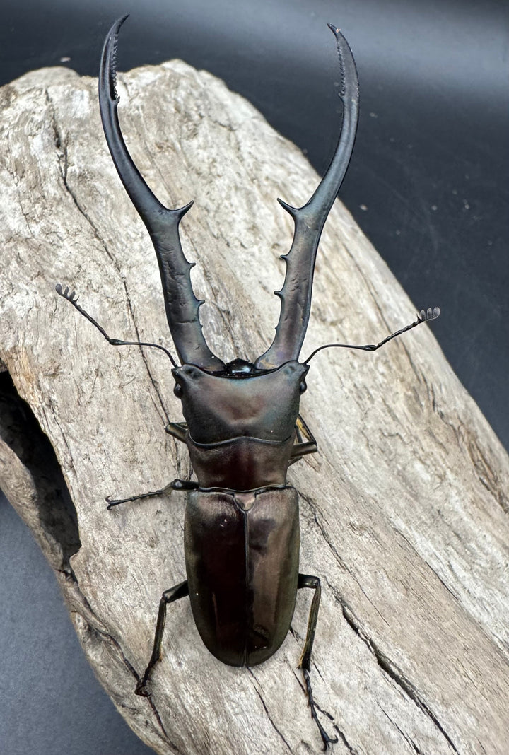 【WD】《メタリフェルホソアカ亜種finae 79mm ペア》