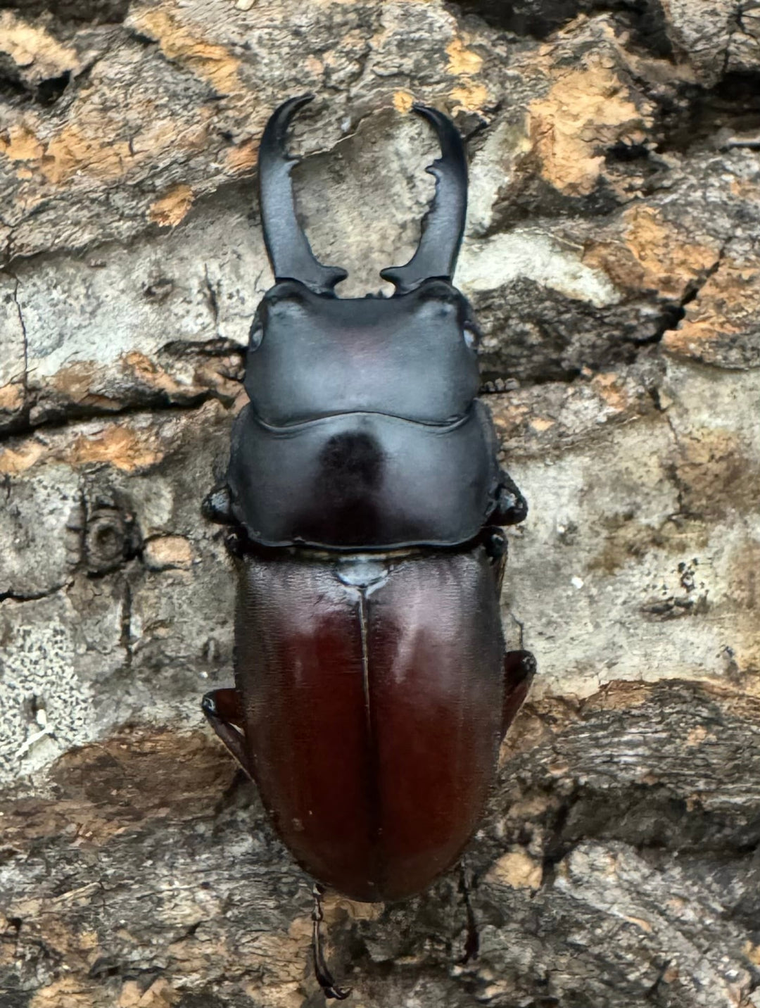 《ジュリエットノコギリ 42mm ペア》わたくわ氏ブリード個体