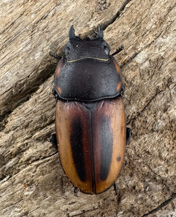 【WD】《ラテラリスノコギリ亜種バヤニー 41.5mm ペア》