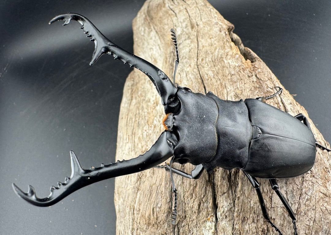 【WD】《 ギラファノコギリ亜種ケイスケ 102mm ペア》