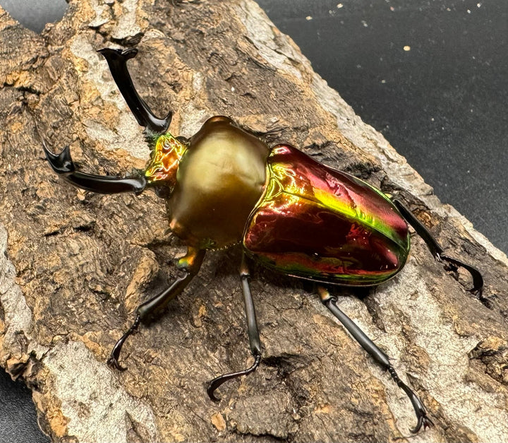 《ニジイロクワガタ 52mm ペア》