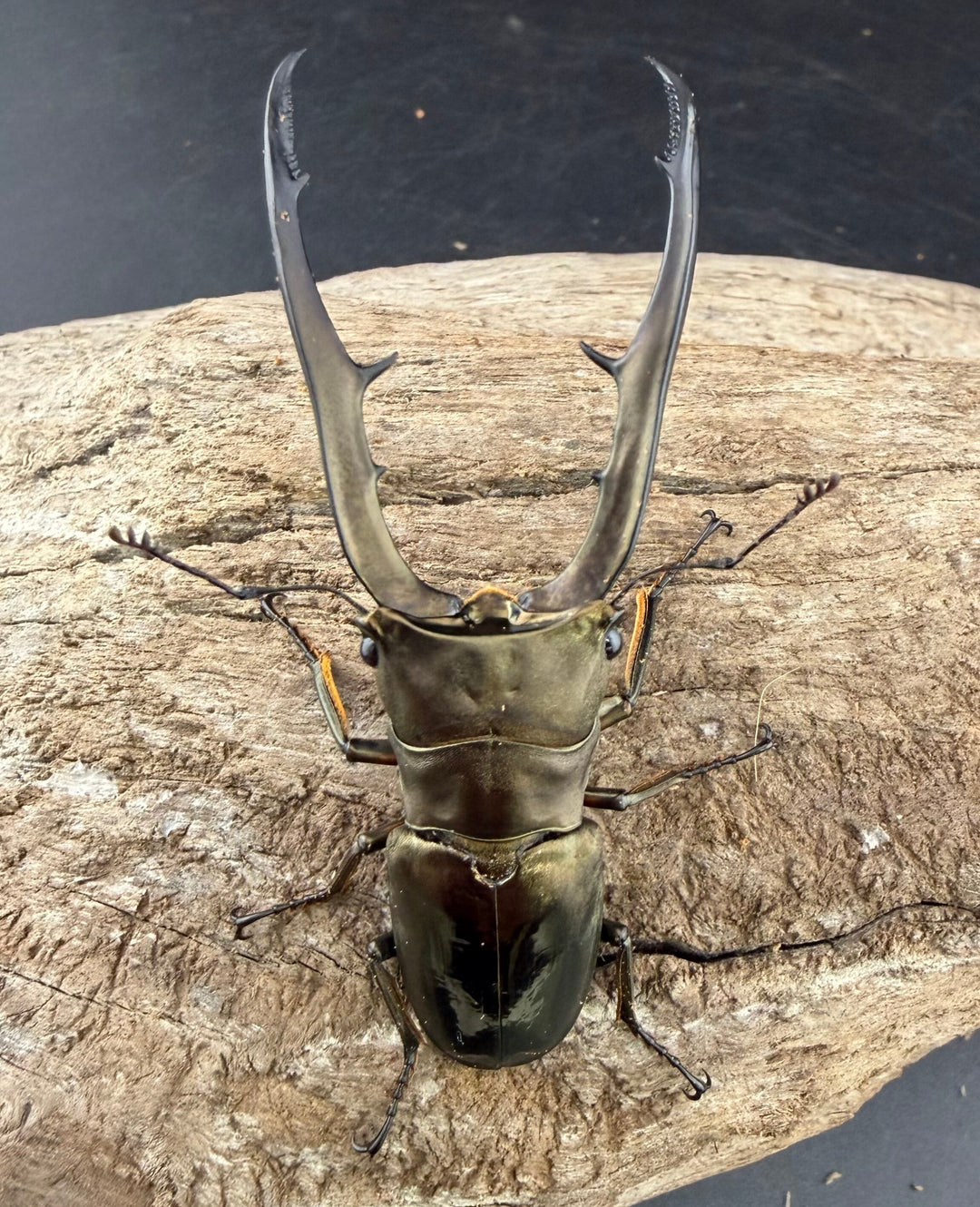 《メタリフェルホソアカ亜種イソガイ 66.5mm ペア》