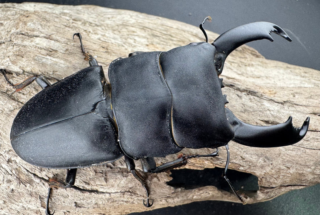 【WD】《西ペレンヒラタ（スラウェシオオヒラタ） 94mm ペア》