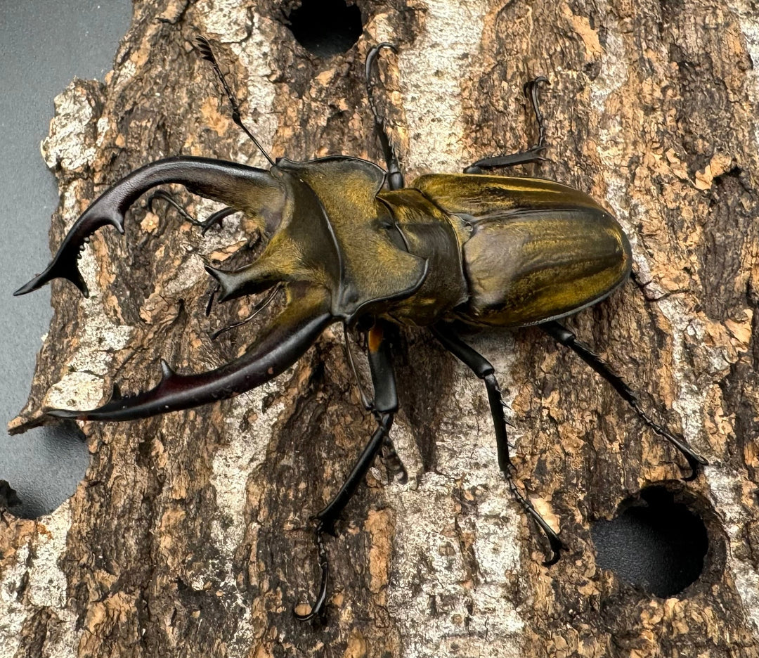 【WD】《チベットミヤマ亜種フルキフェル 76mm ペア》