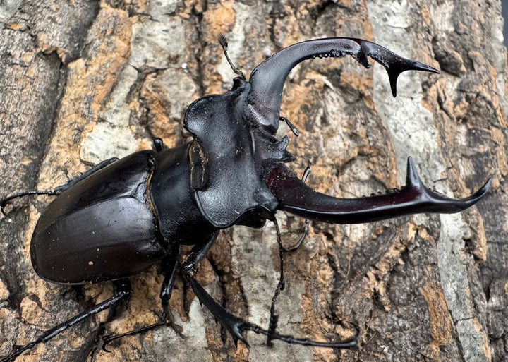 《アクベシアヌスミヤマ 80mm ペア》