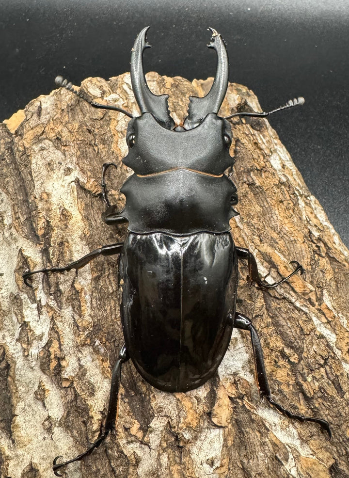 【WD】《ベリコサツヤクワガタ 80mm ペア》