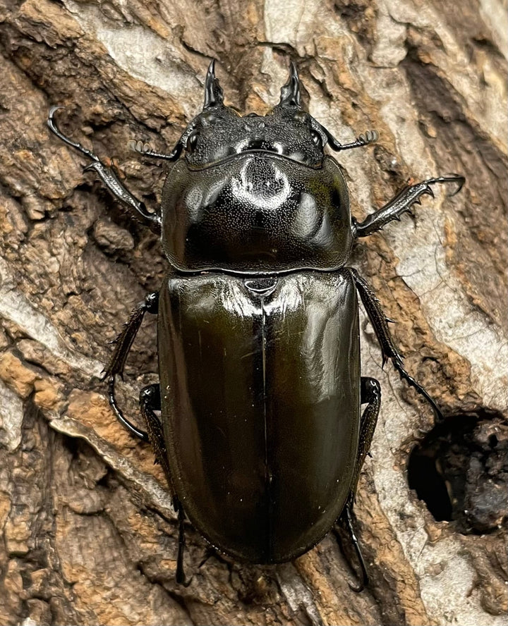 《ババオウゴンオニクワガタ 69mm ペア》
