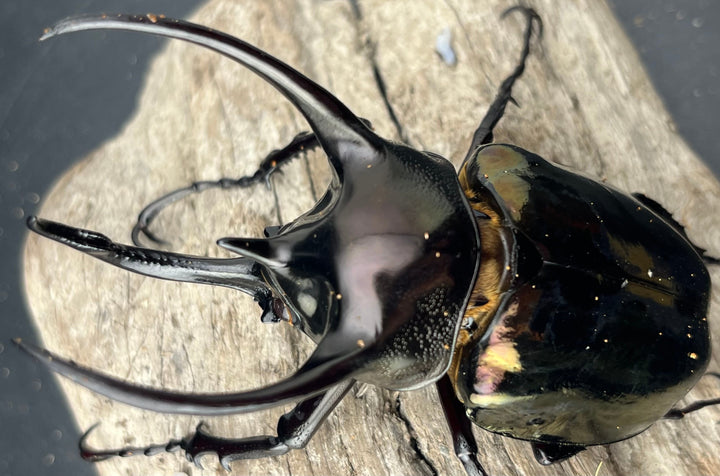 【WD】《ミンダナオアトラスオオカブト マラグサン産 90mm ペア》