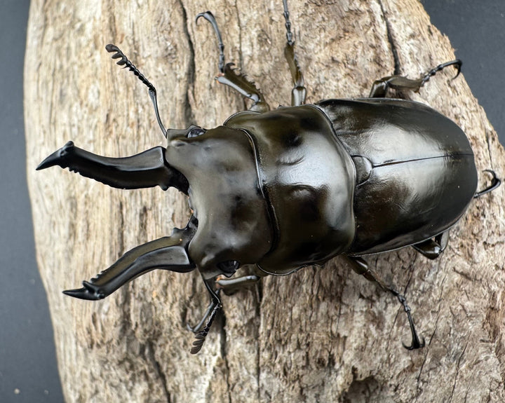 F0】《ローゼンベルグオウゴンオニクワガタ 66mm ペア》