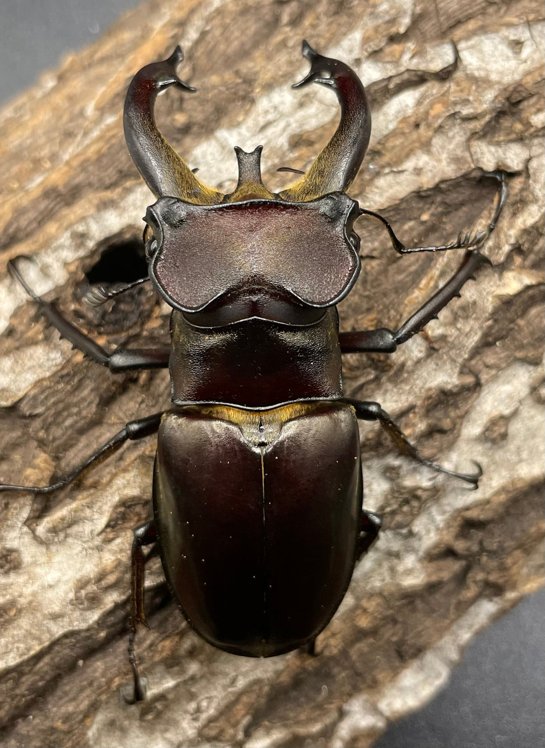 【WD】《フライミヤマクワガタ 73mm ペア》