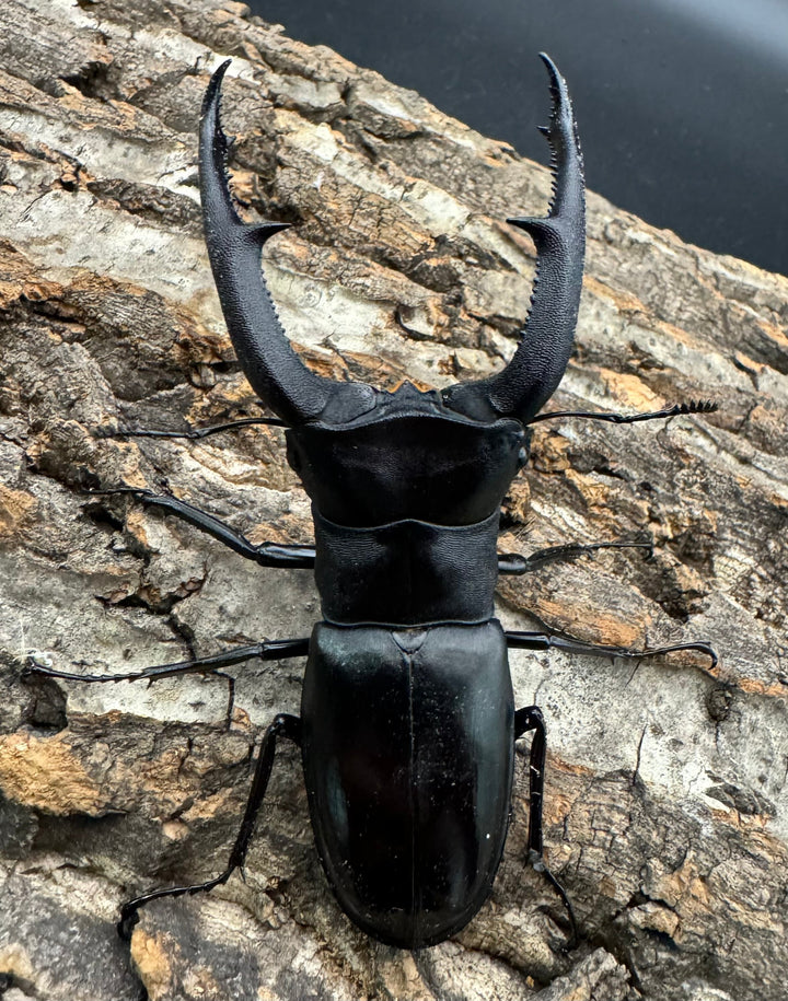 【WD】《マンディブラリスフタマタ 92.5mm ペア》