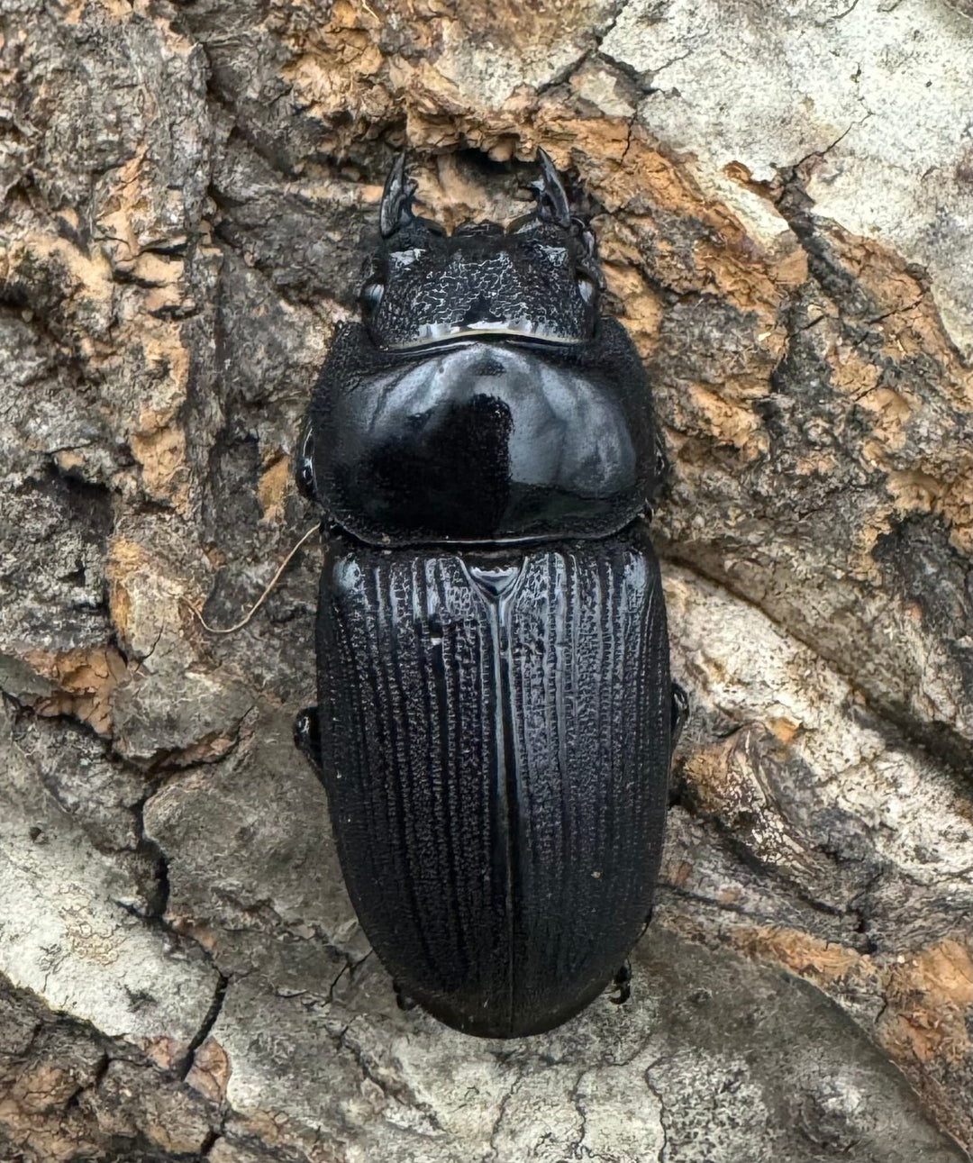 【WD】《ミンダナオパリーオオクワ 71.5mm ペア》