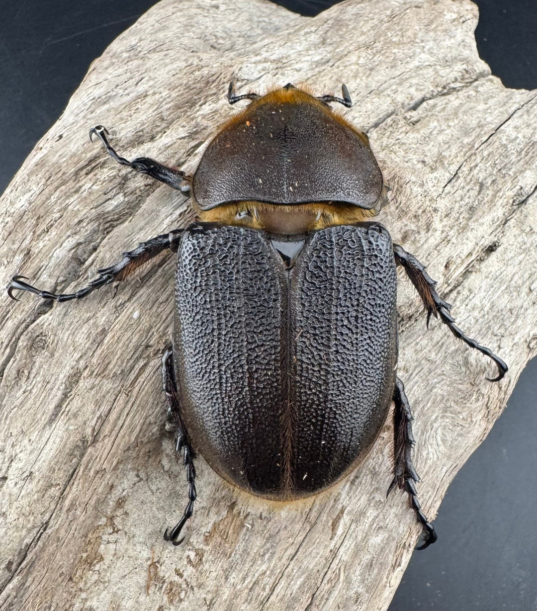 《ヘラクレス・ヘラクレス 132mm ペア》