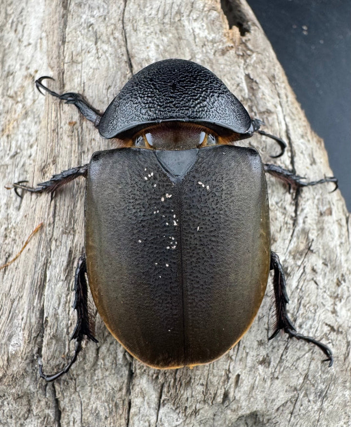 【WD】良型《ジャワコーカサスオオカブト 106mm ペア》